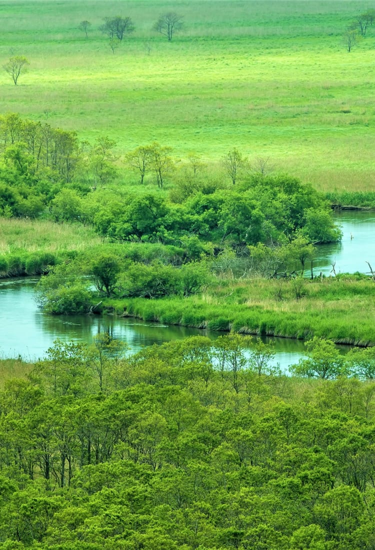 Kushiro Marsh