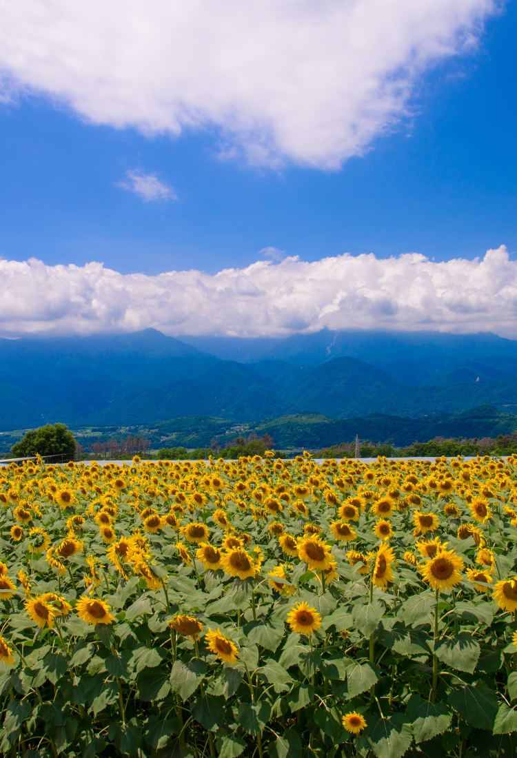 Heidi's Village & Sunflower bloom