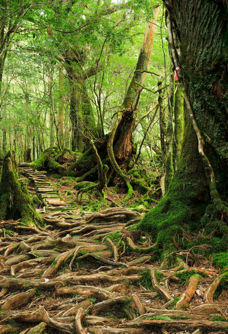 Yakushima Island Unesco World Heritage Travel Japan Japan National Tourism Organization