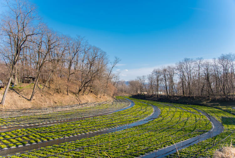 Wasabi Farm