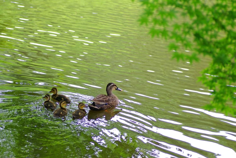 Izumi Nature Park