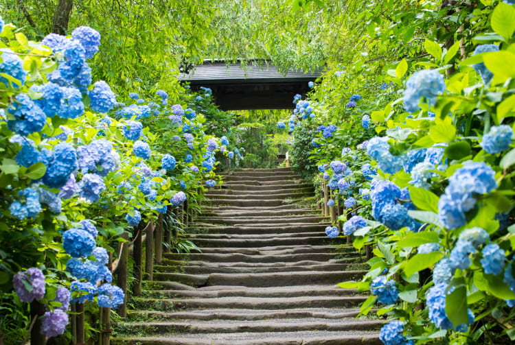 Meigetsu-in Ajisai Temple