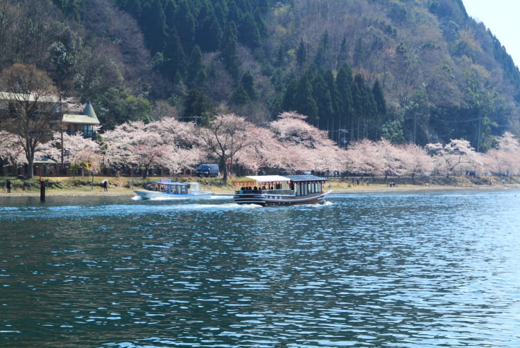Sakura of Kaizu Osaki