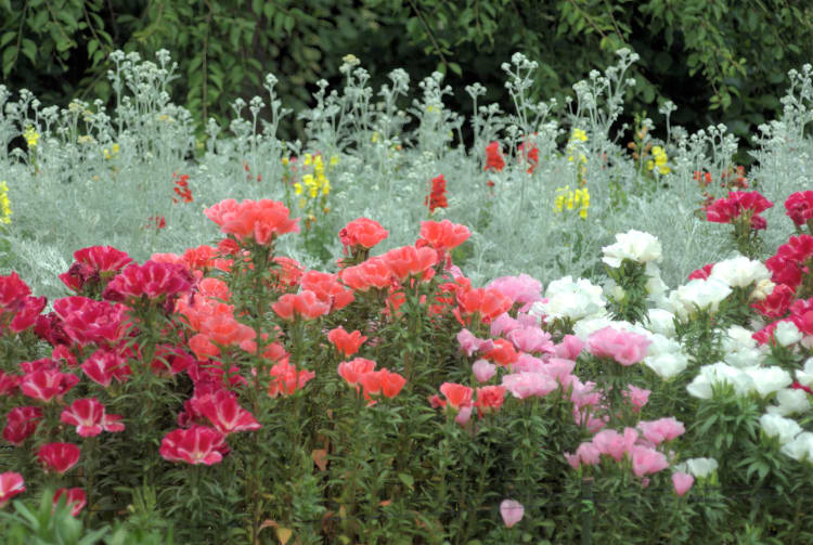 Handayama Botanical Garden