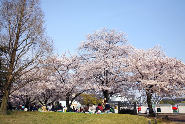 Expo Memorial Park-cherry blossom
