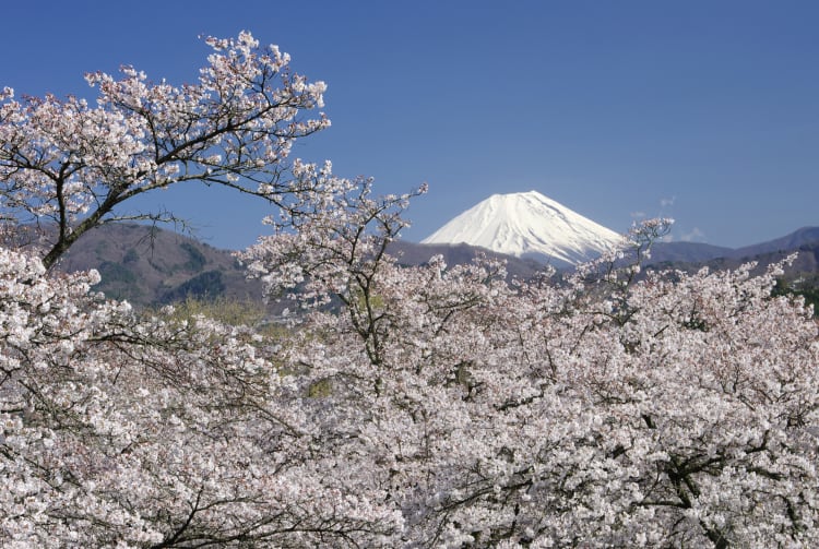 mt fuji & around