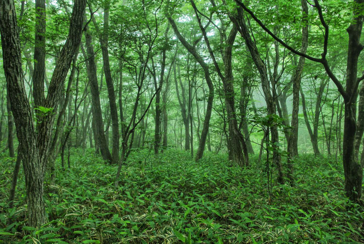 Nasu Heisei no mori Forest