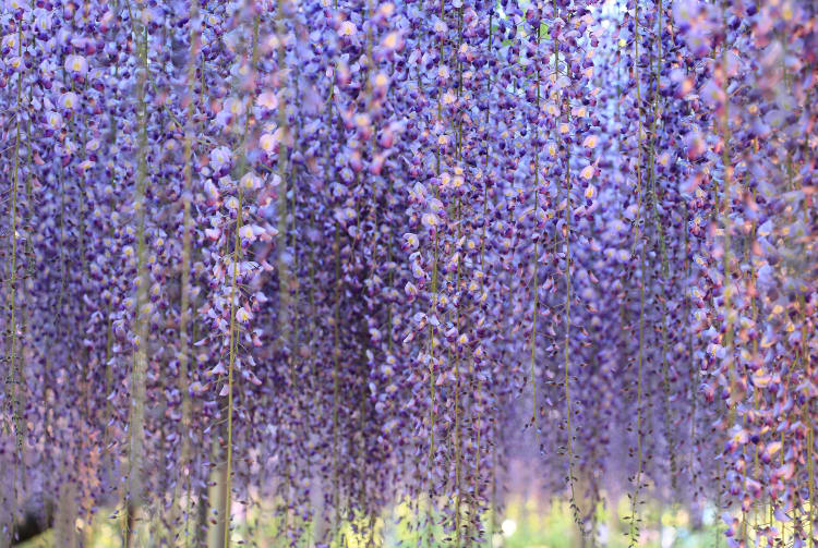 Ashikaga Flower Park-SPR