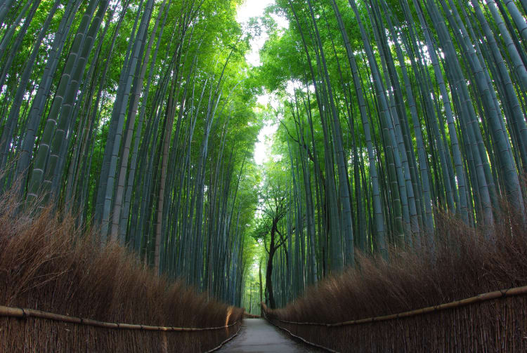 Arashiyama Bamboo Grove