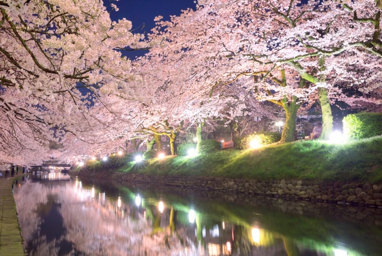 Cherry blossom of Matsukawa Beri riverside-SPR