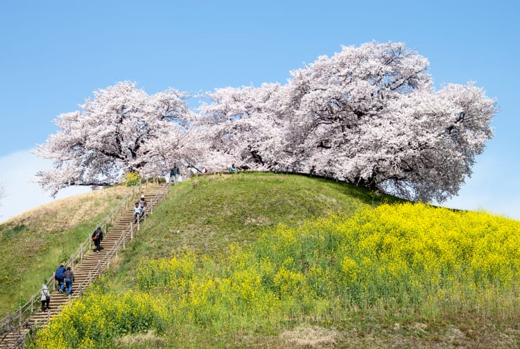 Sakitama Kofun Park
