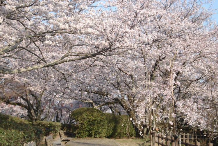 Seibu Park-cherry blossom