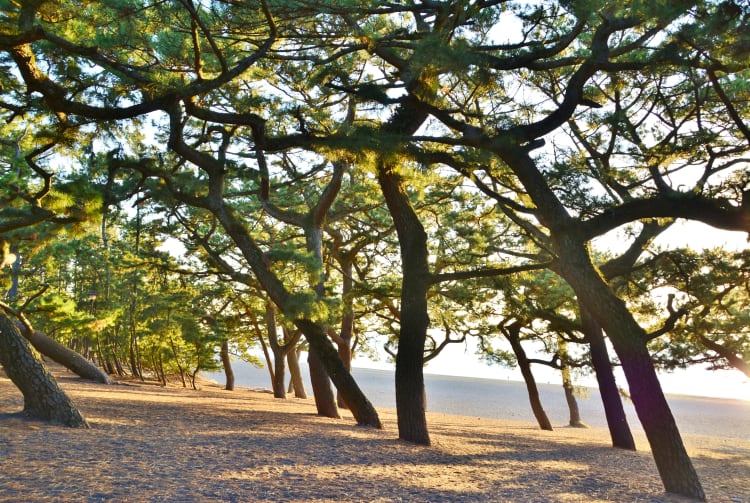 Miho-no-Matsubara Pine Grove