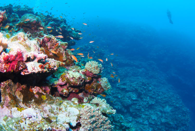 Diving in Ishigaki Island