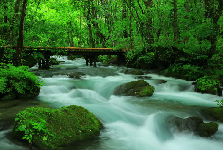 Oirase Mountain Stream