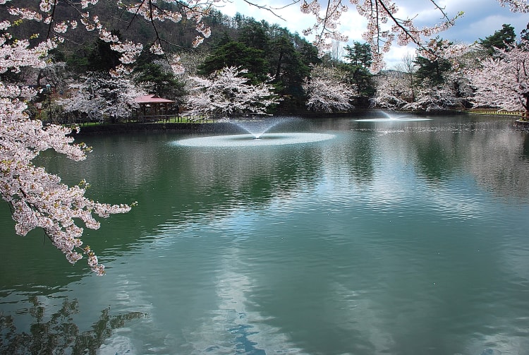Mato Park-cherry blossom