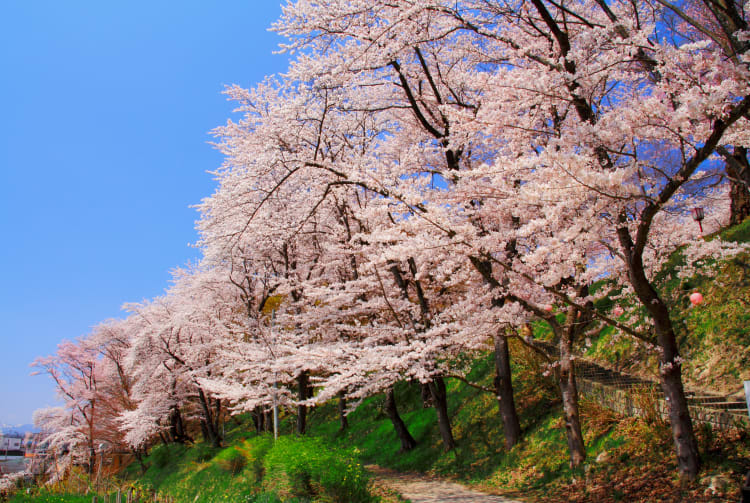 eboshiyama park-cherry blossom