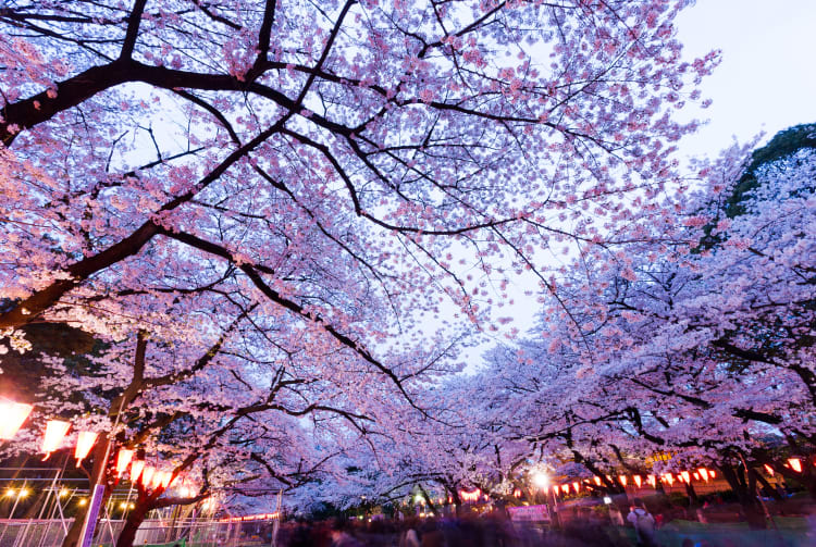 Festival de los cerezos en flor de Ueno Travel Japan Organización