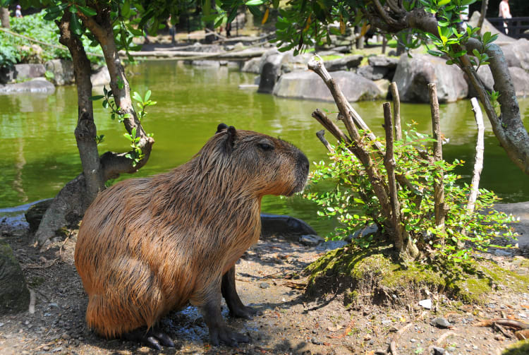 Nagasaki Bio Park