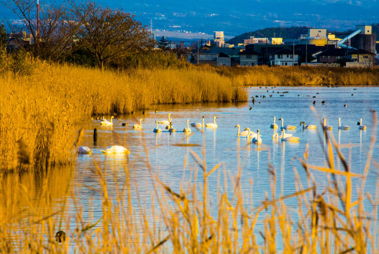 Yonago Mizutori Waterbird Park