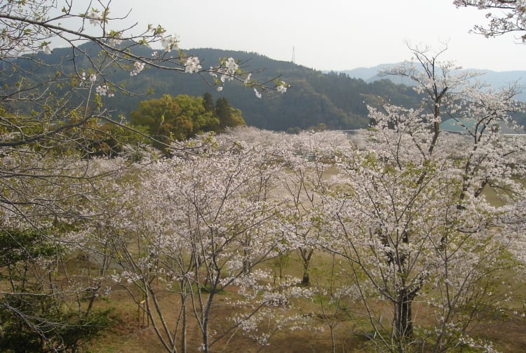 Chikukoen Park-cherry blossom