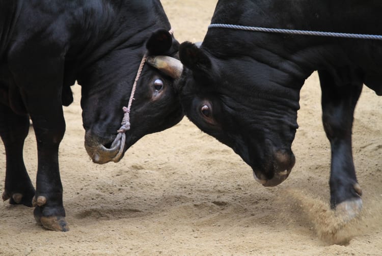 Bull Sumo