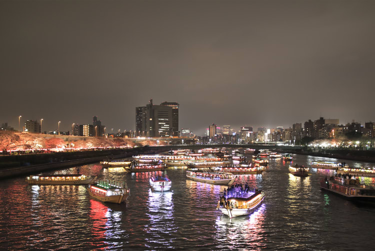 Sumida Park-cherry blossom