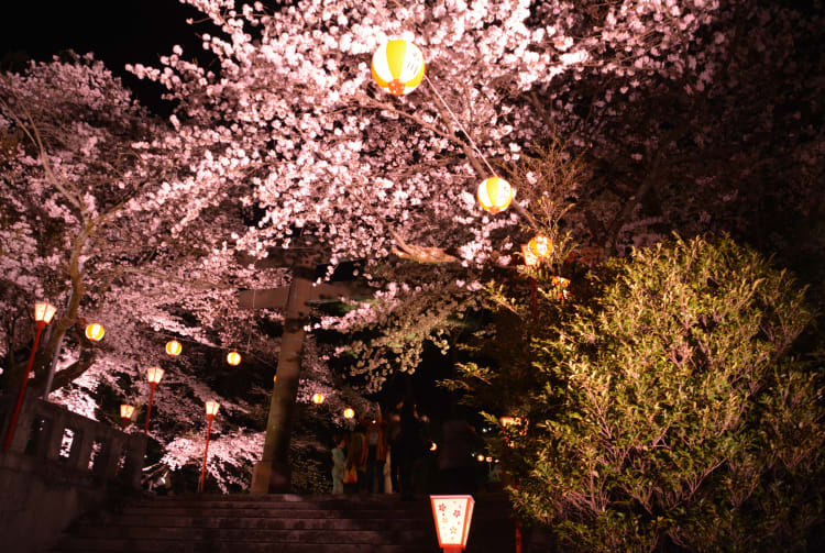 Night Cherry Blossoms Viewing Party