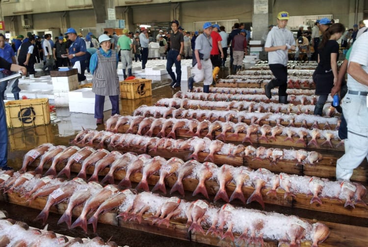 Kagoshima Fish Market Tour