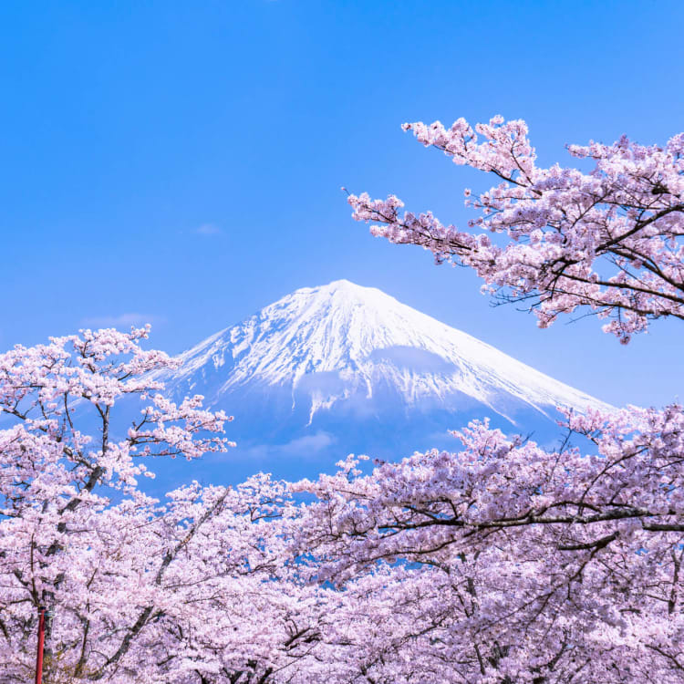 The Different Varieties of Cherry Blossoms in Japan