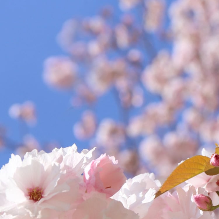 Cherry blossom trees at night  City aesthetic, Japan, Japan aesthetic