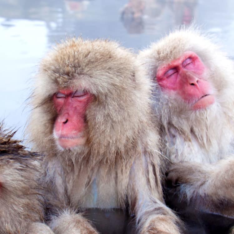 2 Days Itineraries in Macacos japoneses y aguas termales Nagano | Itineraries | Travel Nacional de Turismo de Japón)