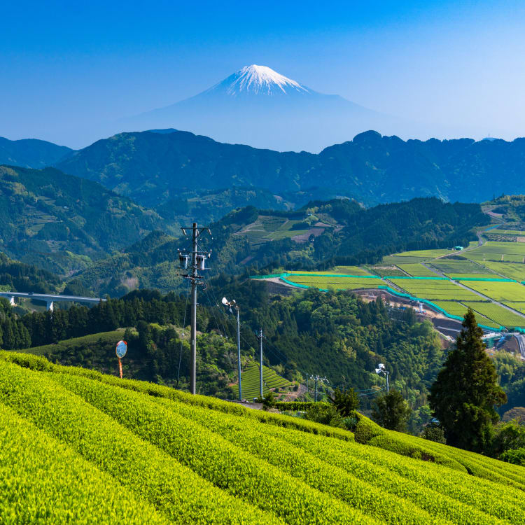 Homestays, Farmstays and WWOOFing in Japan | Guide | Travel Japan