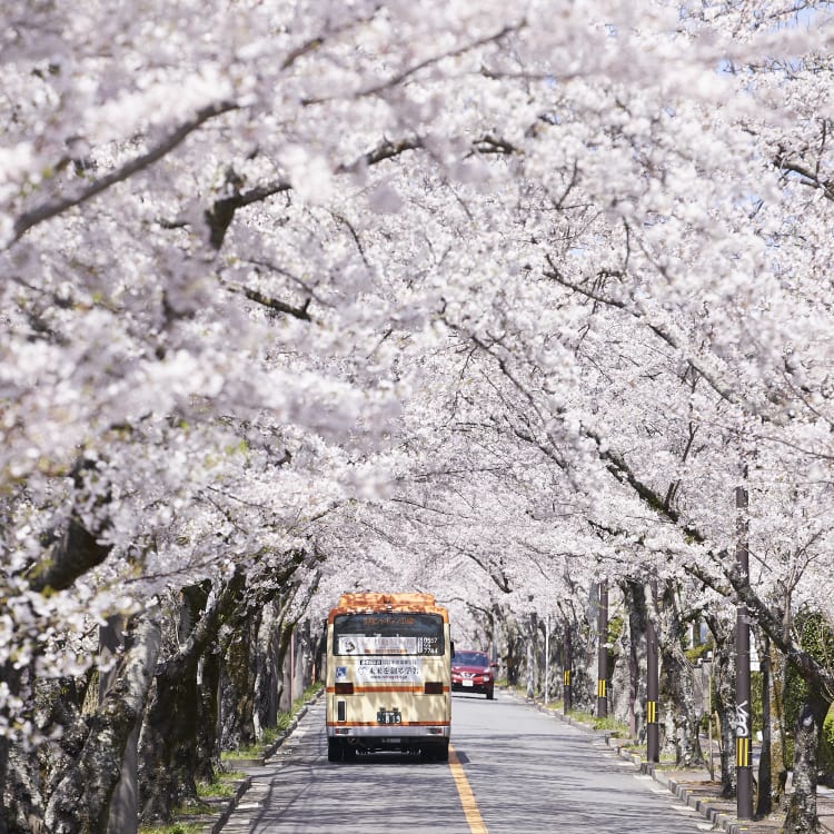 Bus driving along a street of Sakura