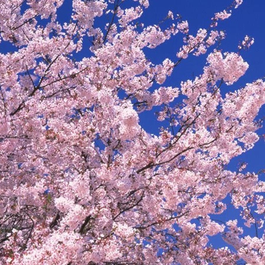 Cherry Blossoms Japan National Tourism Organization