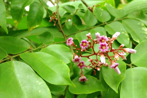 CÁCH TRỊ MỤN SỮA CHO TRẺ SƠ SINH PHỤ KIỆN ĐÚNG CÁCH VÀ SIÊU HIỆU QUẢ