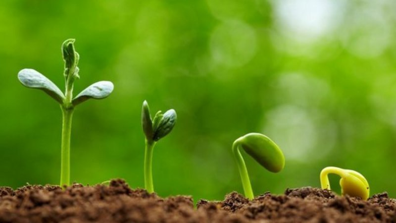 BỎ TÚI 5 THÍ NGHIỆM KHOA HỌC VỀ THỰC VẬT CHO TRẺ MẦM NON
