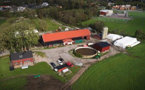 South of Stenungsund, Anrås Gård is run, so far as a leasehold, by Pontus and Mathilda Sandén. The milking parlour, with a tied-up system of short stalls and tube milking, was rebuilt after a fire in 1994 and has room for 55 yearling cows and recruitment. On a nearby farm that the couple also leases, there is a stable with room for 120 bulls that are raised for slaughter. These are partly the farm&amp;amp;amp;amp;amp;#039;s own dairy bulls and partly bulls that are bought half a year old in the autumn and sent for slaughter about a year later.                                      A sud di Stenungsund, Anrås Gård è gestito, per ora in leasing, da Pontus e Mathilda Sandén. La sala di mungitura, con un sistema vincolato di stalle corte e mungitura a tubo, è stata ricostruita dopo un incendio nel 1994 e ha spazio per 55 vacche di un anno e per il reclutamento. In una fattoria vicina, che la coppia ha anche in affitto, c'è una stalla con spazio per 120 tori che vengono allevati per la macellazione. Si tratta in parte di tori da latte di proprietà dell'azienda e in parte di tori acquistati a mezzo anno in autunno e inviati al macello circa un anno dopo.