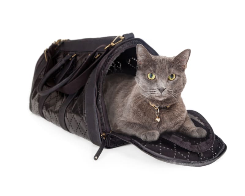 What Size Carrier for a Cat Do I Need?