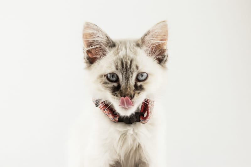Litter Genie Ultimate Cat Litter Disposal System Review