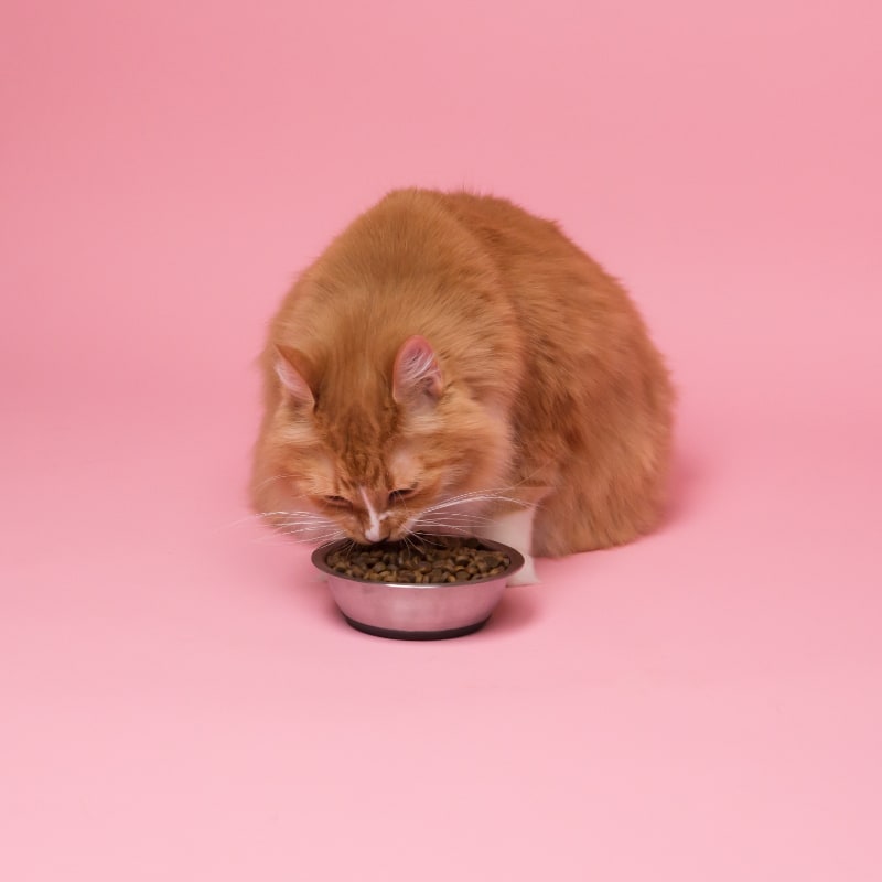 Top 10 Best Automatic Cat Feeders