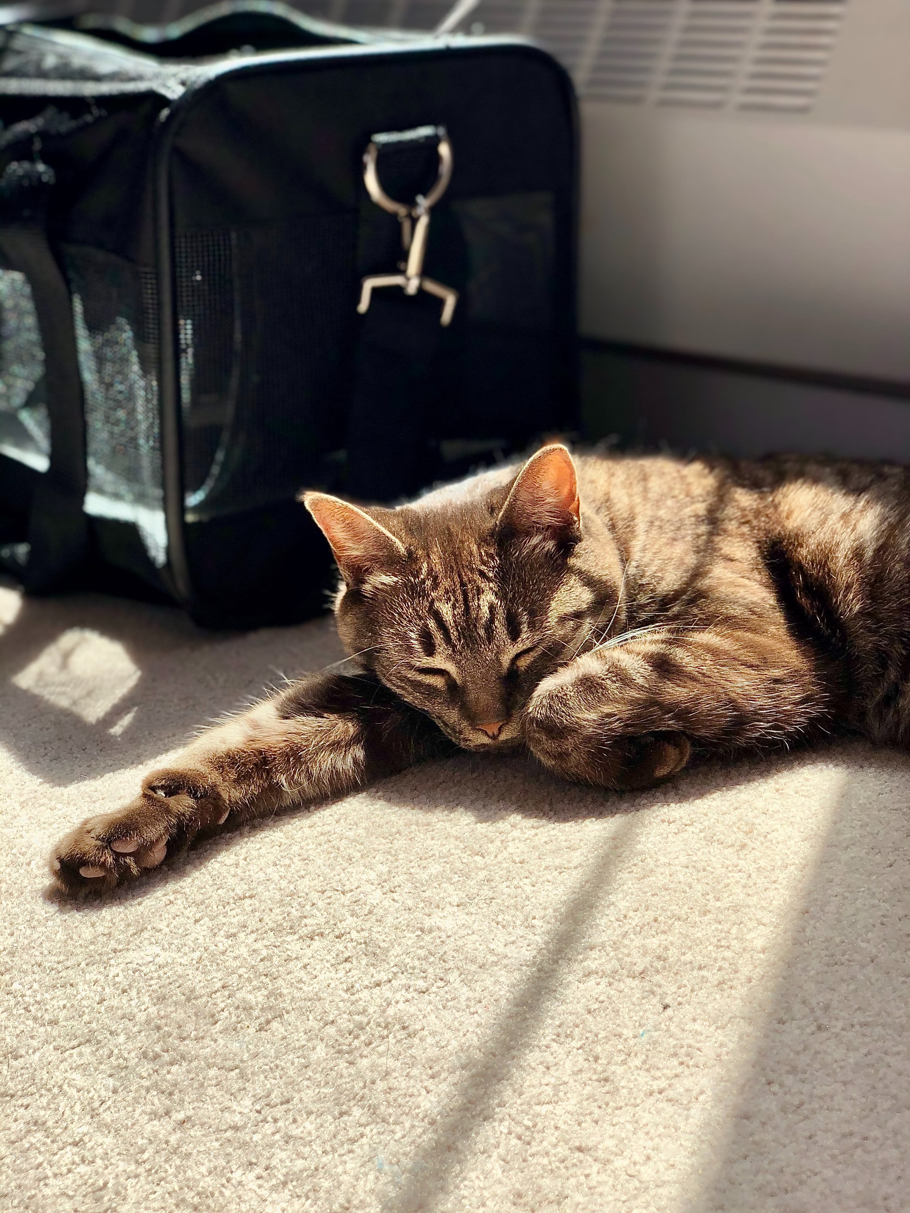 Best Cat Carrier of 2020