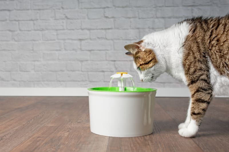 Best Cat Fountains to Encourage Your Cat to Drink
