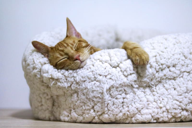 Paws & Pals Cat Scratcher Lounge Review