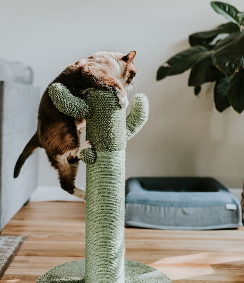 Best Scratching Post for Large Cats: Three Recommended Picks