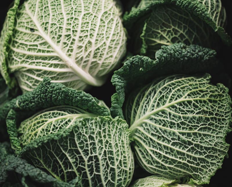 four healthy cabbage heads together 