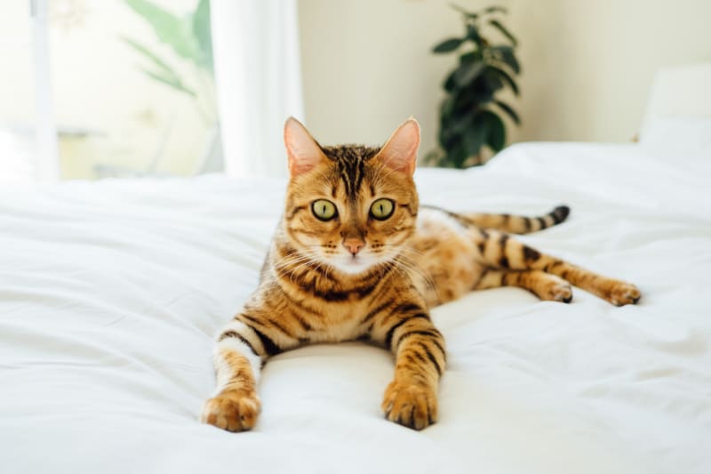 5 Things Scratching Posts Do For Cats