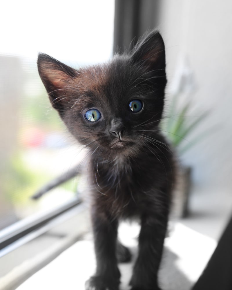 Kitten Essentials Checklist