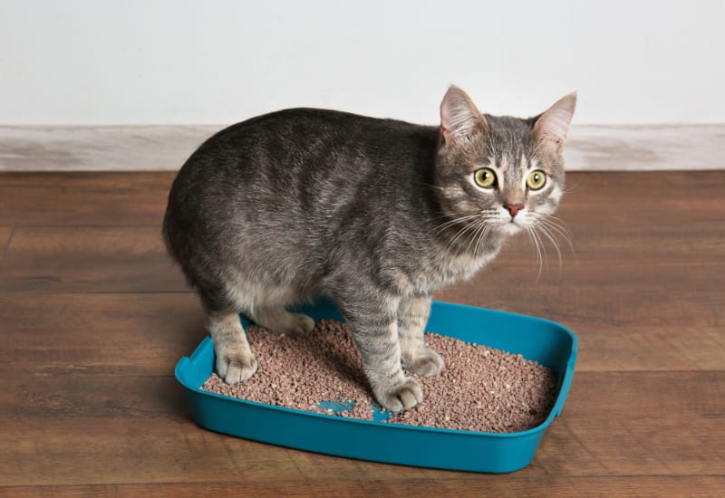 gray cat in blue litter box with not enough litter in it