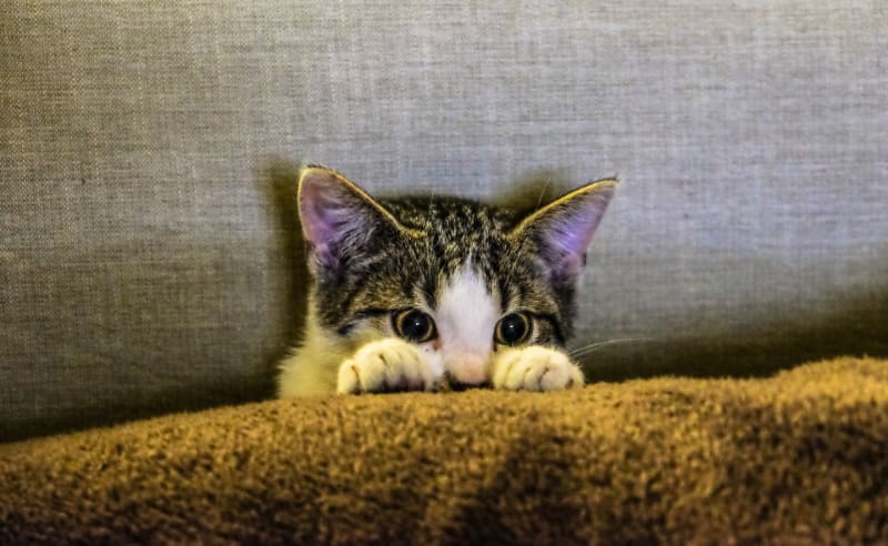 Important Facts That You Should Know About Scratching Posts